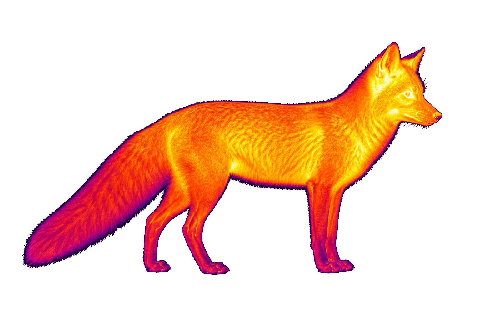 Thermal image of an alert fox