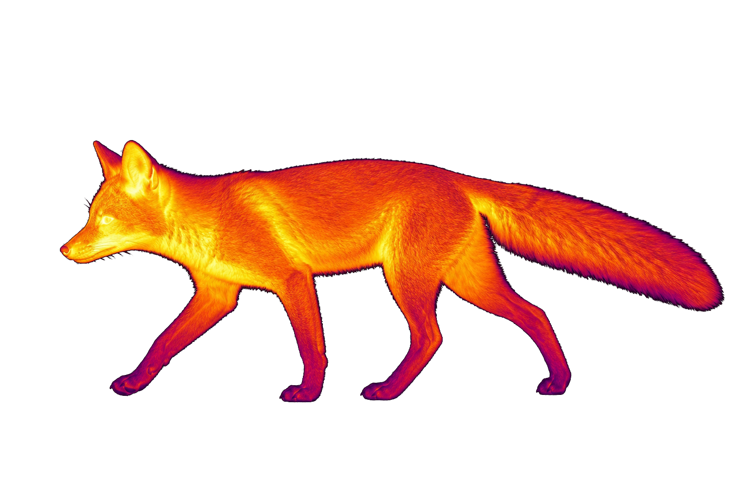 Thermal image of a walking fox