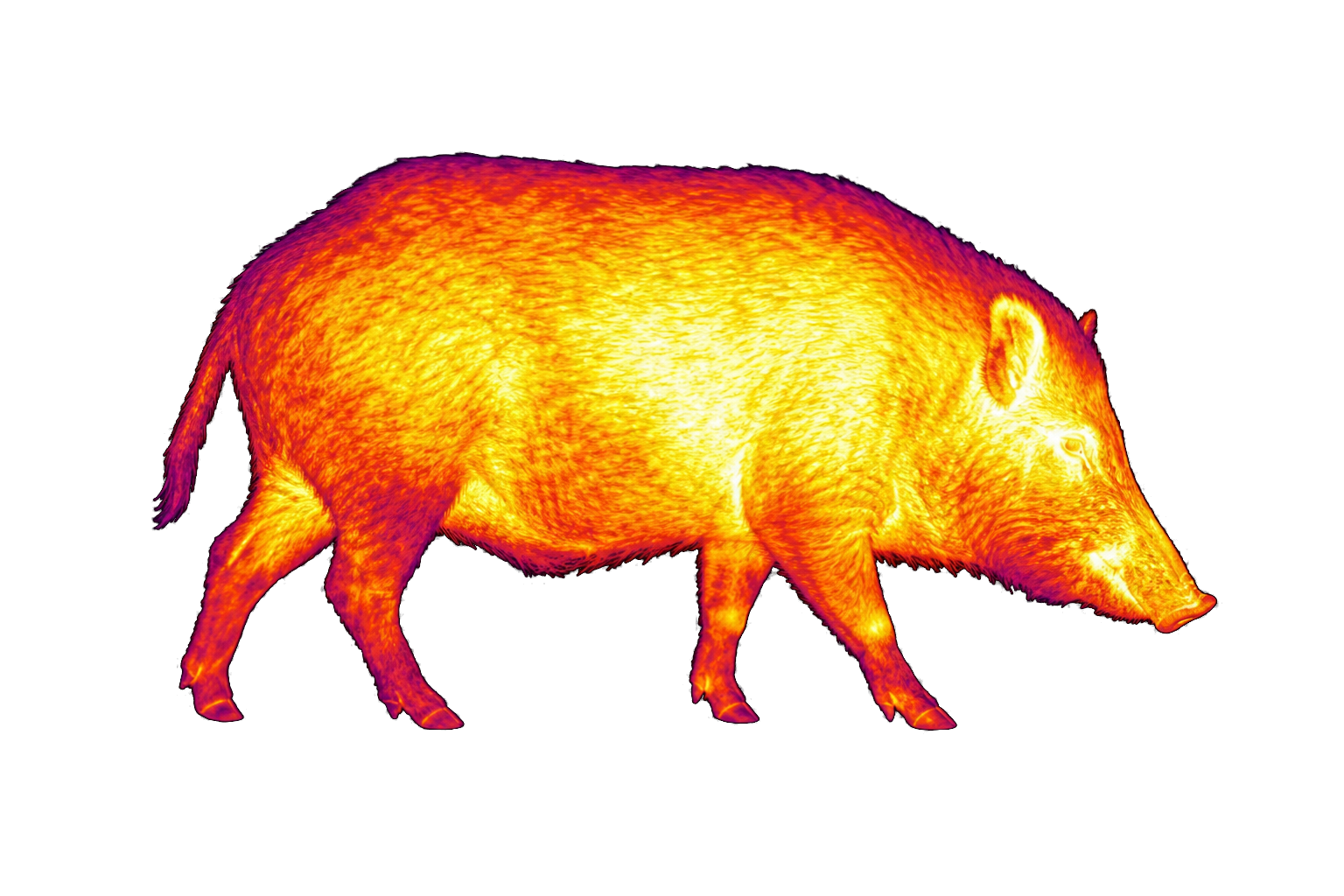 Thermal image of a wild pig